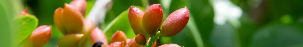 Die Pistazienpflanze: Edle Frucht vom Mittelmeer